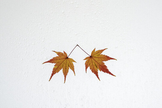 秋天戶外漂亮的楓葉紅了