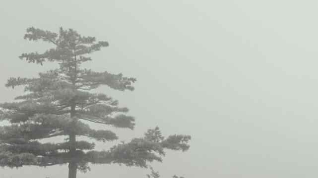 樹林晨霧