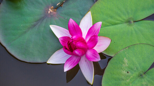 紫色蓮花