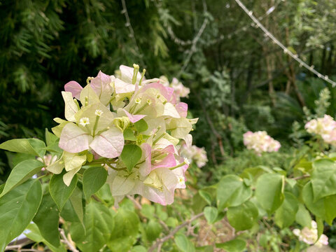 葉子花