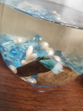斗魚