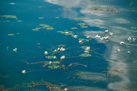 瀘沽湖水性楊花