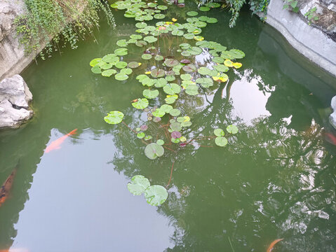 池塘