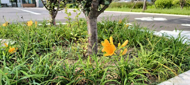 金娃娃萱草