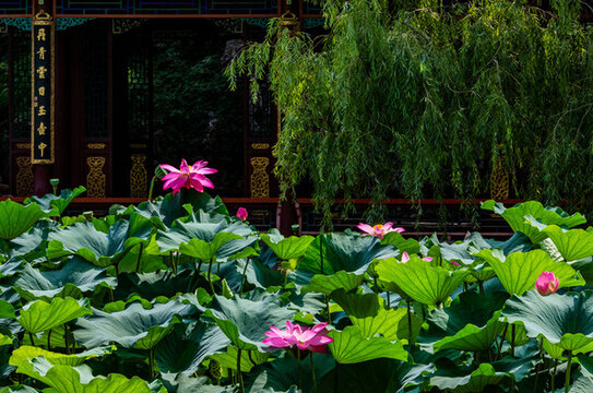 北京頤和園諧趣園夏日風(fēng)光
