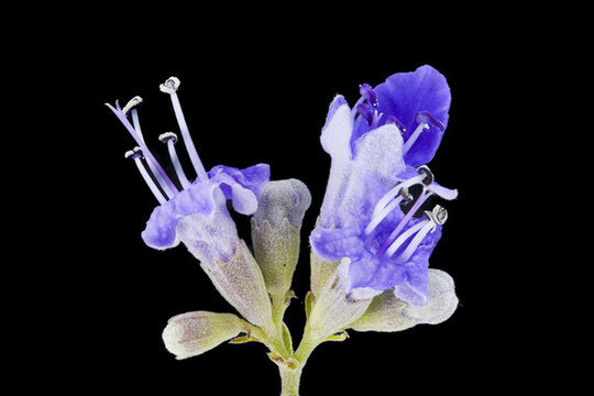 黃荊花