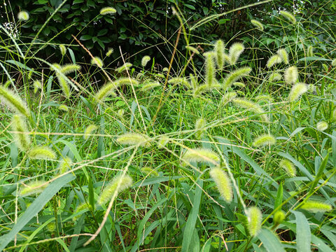 狗尾巴草