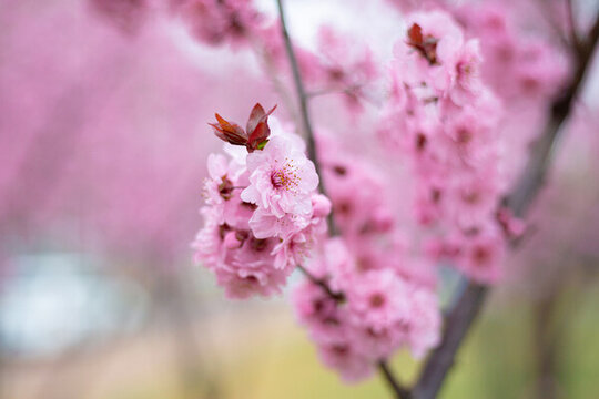 櫻花