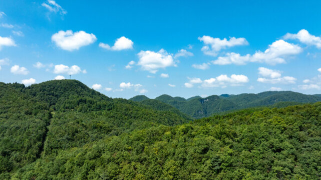 森林
