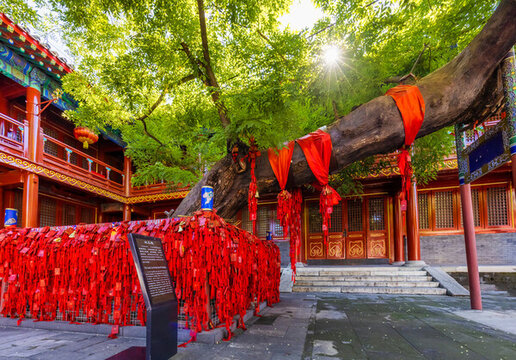 東岳廟狀元槐