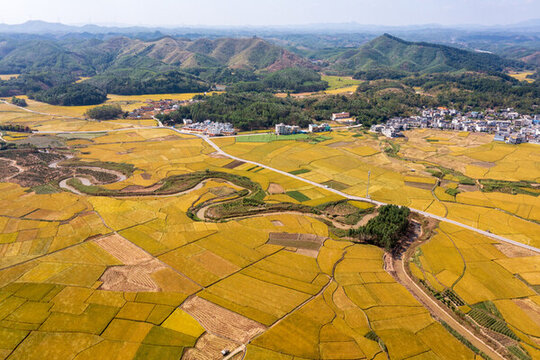 賓陽(yáng)古辣稻田秋收