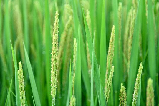 開(kāi)花的稻穗稻田