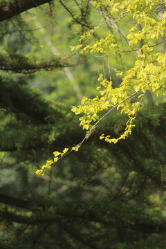 陽(yáng)光樹葉
