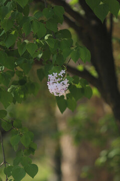 丁香花