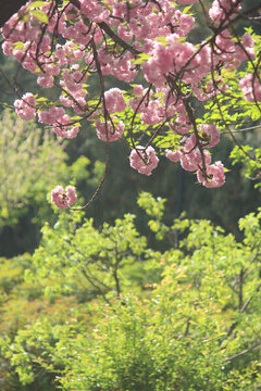 櫻花