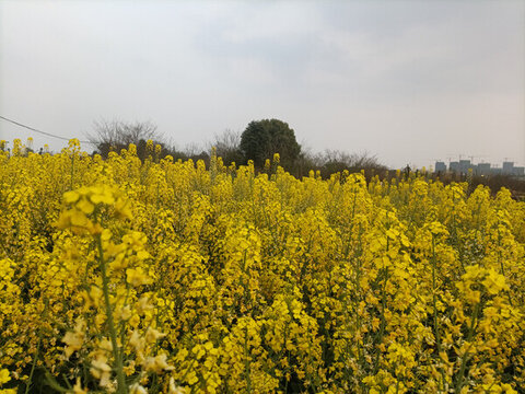 油菜花田
