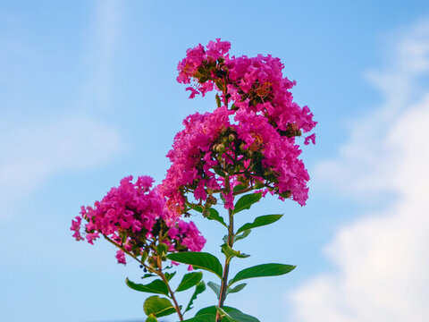 紫薇花