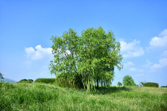 藍天白云綠樹綠草地