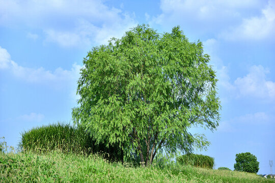 藍天白云綠樹綠草地