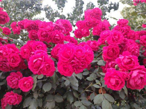 月季花