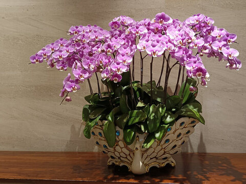 孔雀花盆