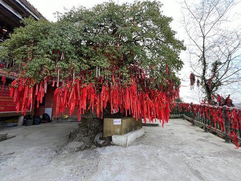 許愿樹