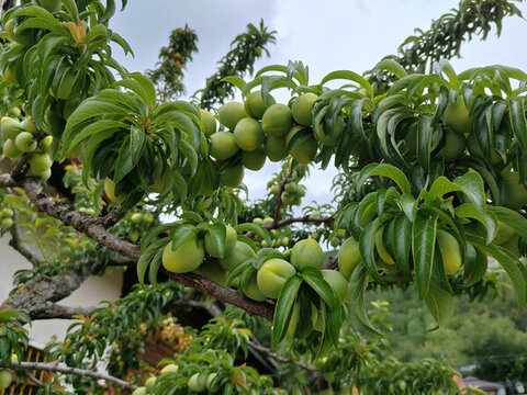 樹上的李子