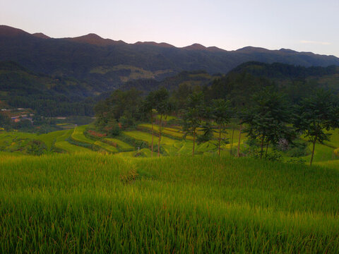山村稻田