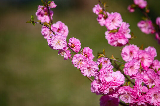 榆葉梅開花