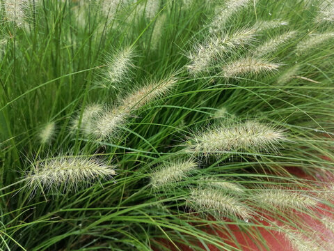 草