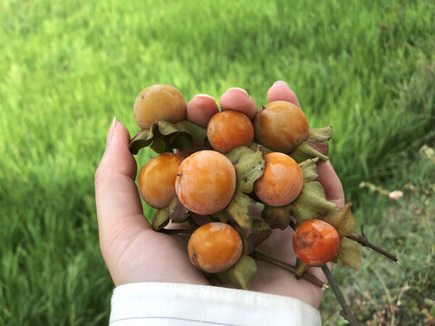 初秋采摘的野柿子