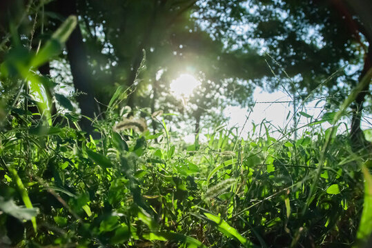 陽光下的草地草地
