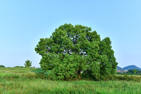 藍天白云綠樹綠草地