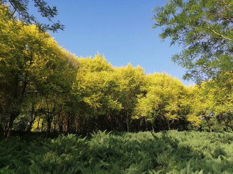 金葉榆