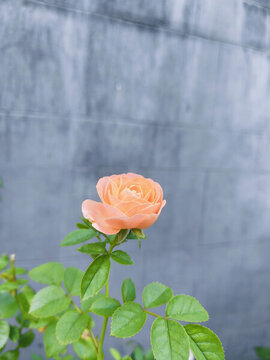 月季花