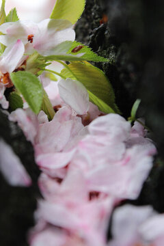 櫻花