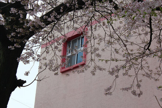 櫻花