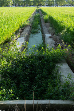 農(nóng)田