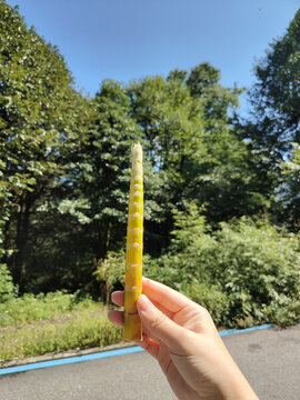 鮮挖春竹筍
