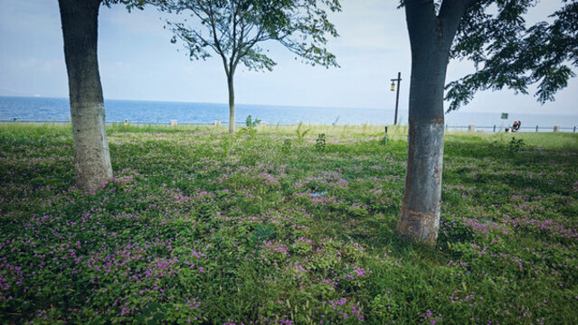 林間小花叢