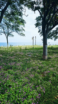 林間小花叢