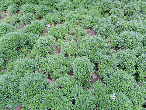 養(yǎng)心菜