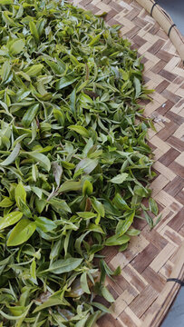 竹席上的茶葉鮮葉素材
