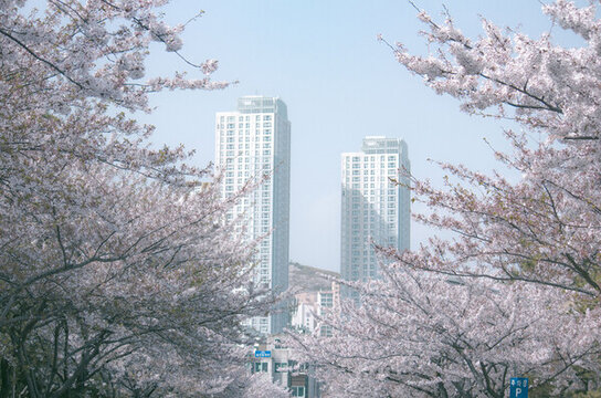 櫻花