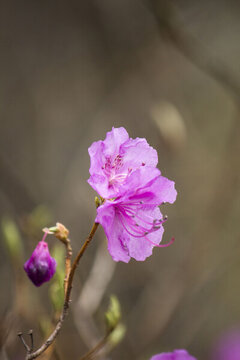杜鵑花