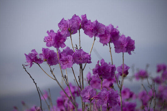 杜鵑花