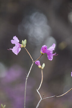 杜鵑花
