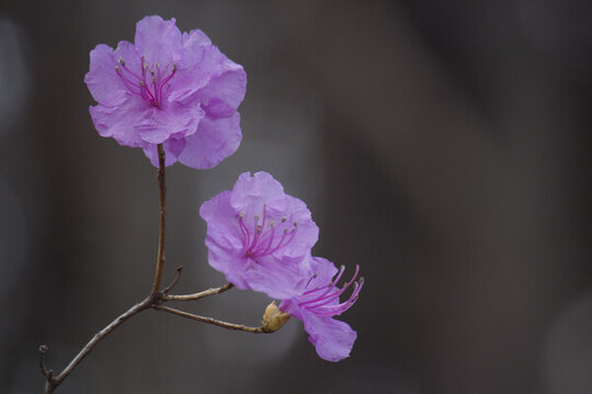 杜鵑花