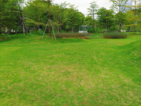 草坪