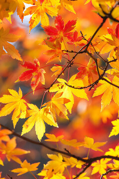 秋葉楓葉紅黃漸變